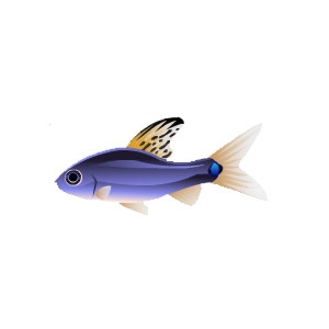 Neon Highfin Barb